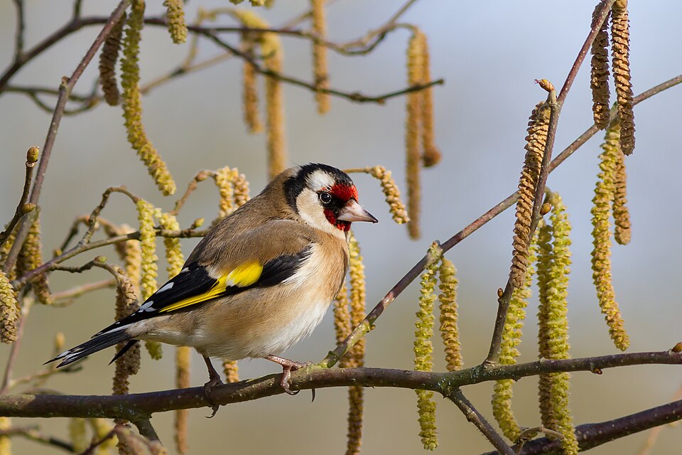 Chardonneret élégant (Carduelis carduelis)