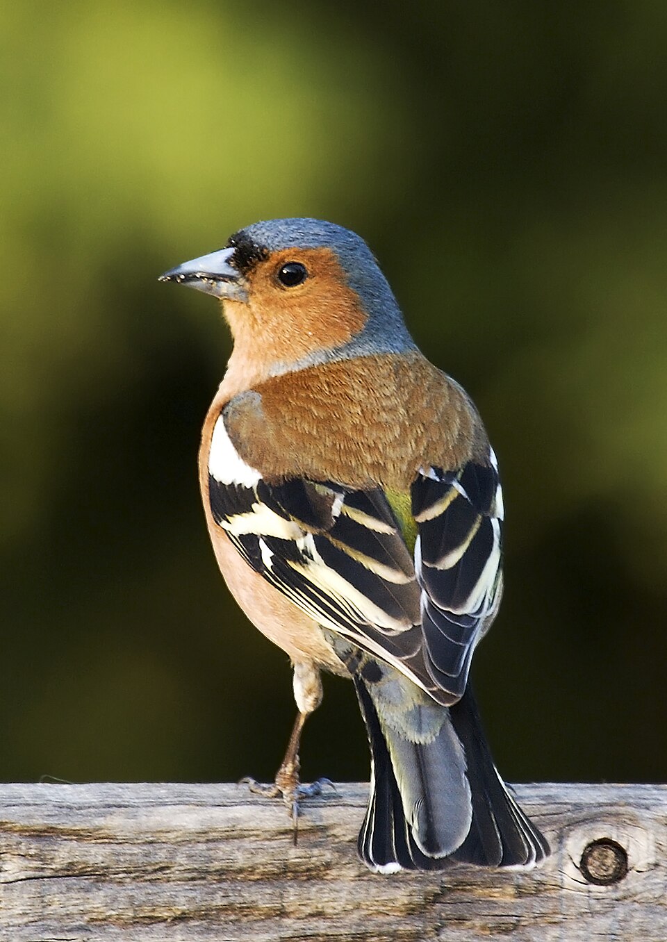 Pinson des arbres (Fringilla coelebs)