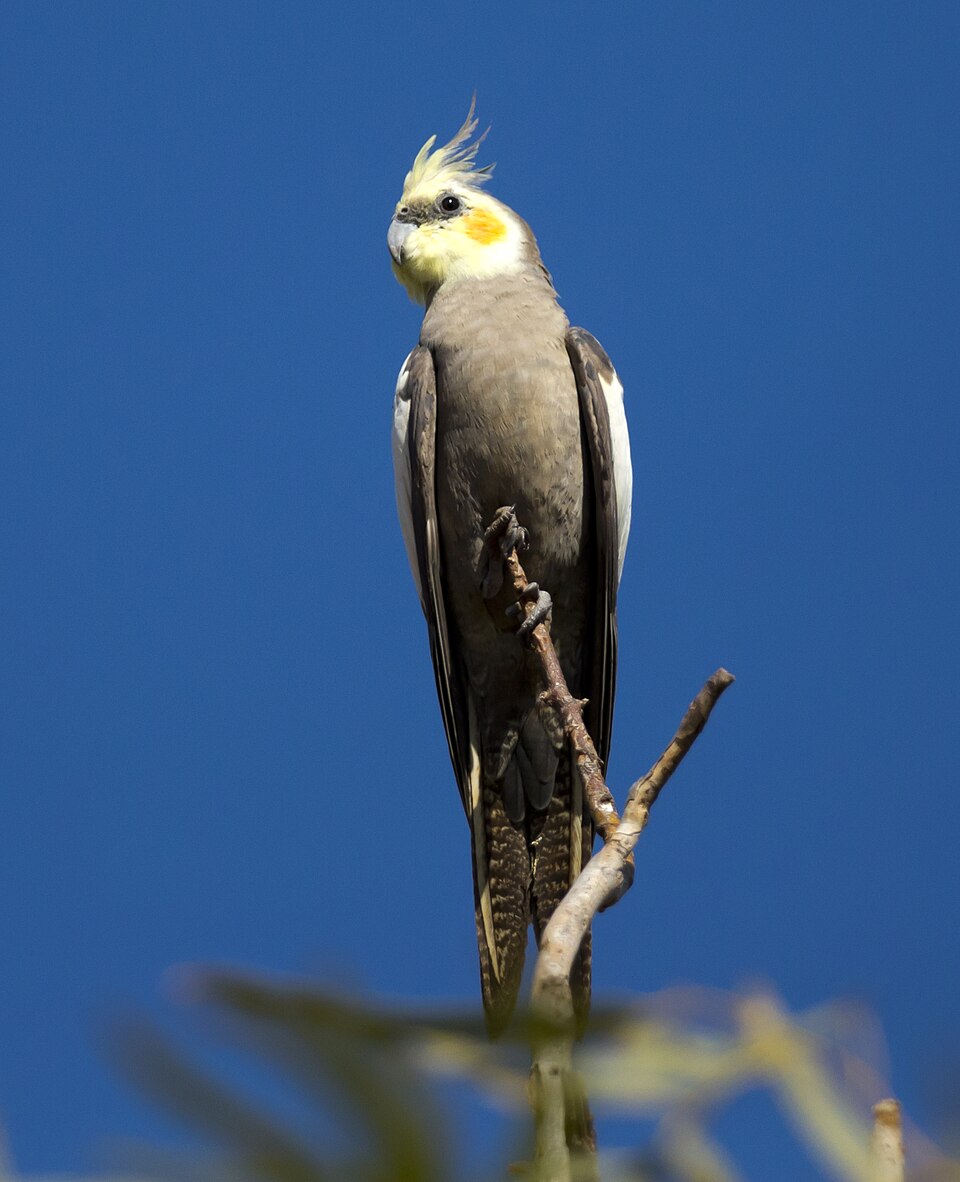 Calopsitte élégante (Nymphicus hollandicus)