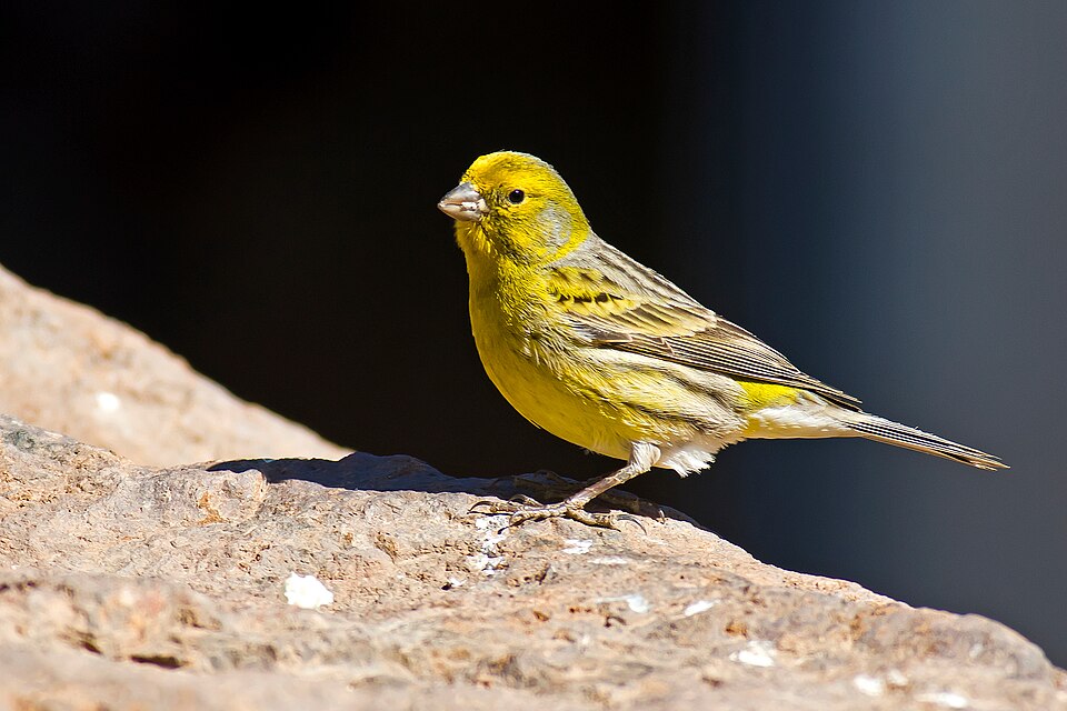 Serin des Canaries (Serinus canaria)