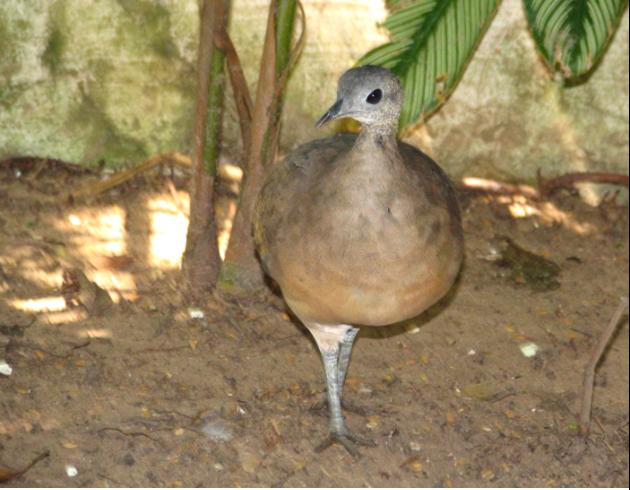 Tinamou à gorge blanche (Tinamus guttatus)